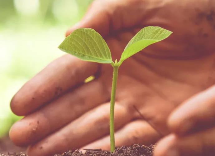 A tree seedling being planted, from Rotary District 9705's Adopt-A-Tree program