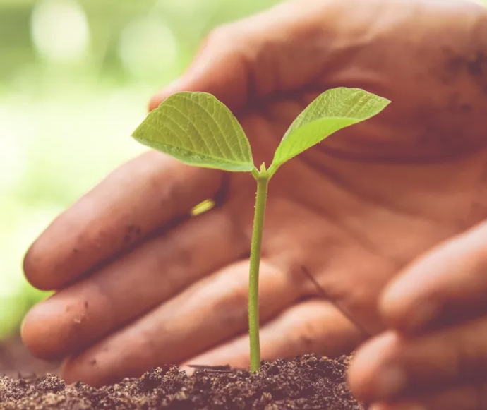 A tree seedling being planted, from Rotary District 9705's Adopt-A-Tree program